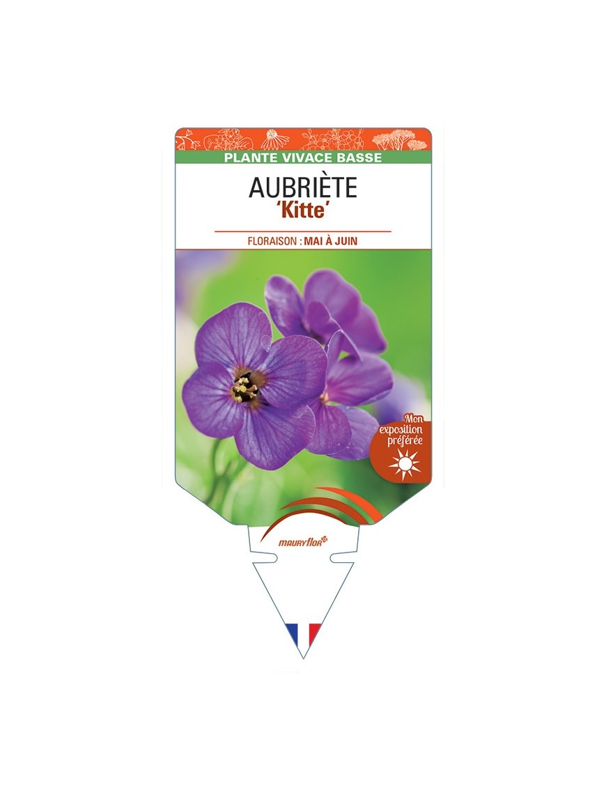 AUBRIETA Kitte