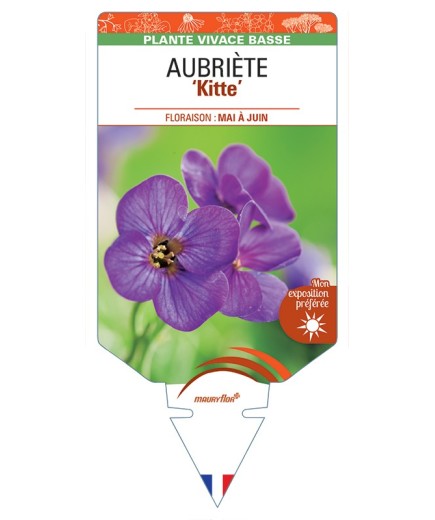 AUBRIETA Kitte