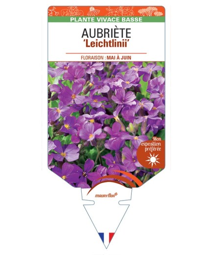 AUBRIETA Leichtlinii