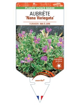 AUBRIETA Nana Variegata