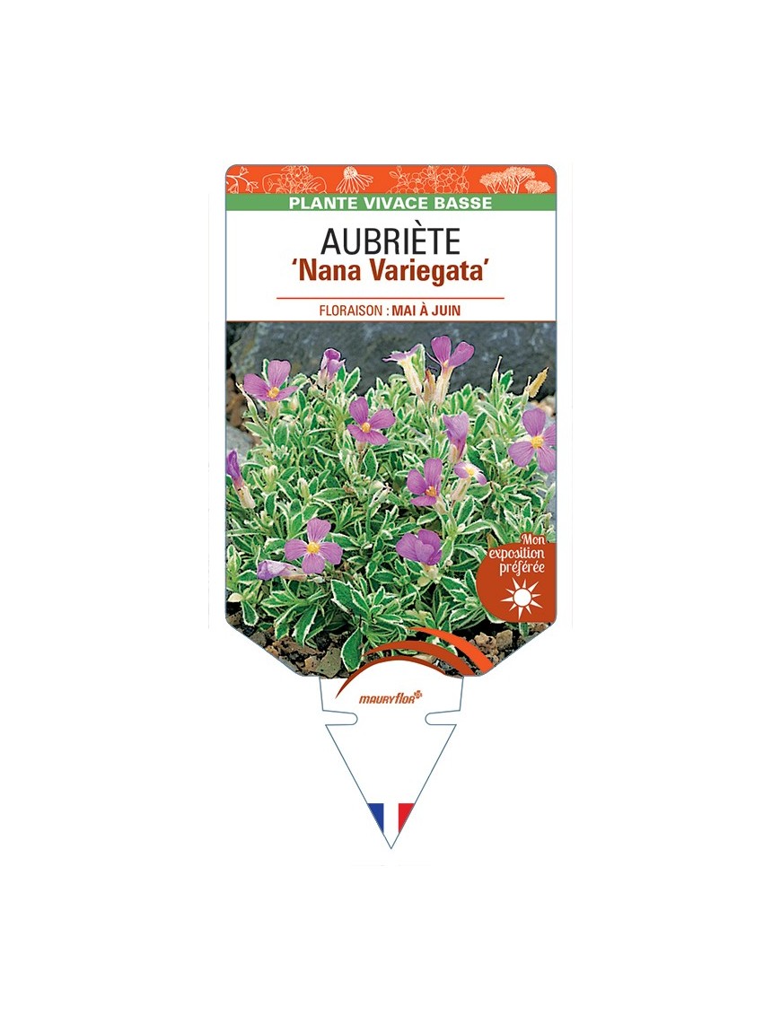 AUBRIETA Nana Variegata