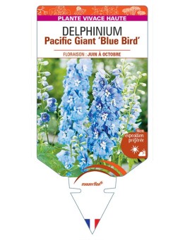 DELPHINIUM Pacific Giant 'Blue Bird' (bleu soutenu œil blanc) *
