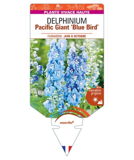 DELPHINIUM Pacific Giant 'Blue Bird' (bleu soutenu œil blanc) *