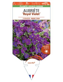 AUBRIETA Royal Violet