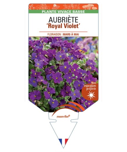 AUBRIETA Royal Violet