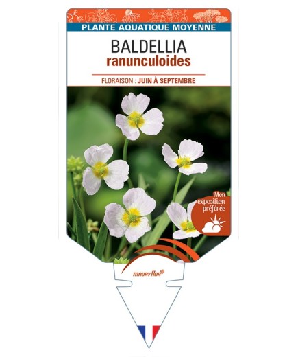 BALDELLIA ranunculoides