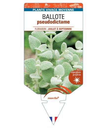BALLOTA pseudodictamnus