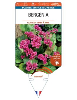 BERGENIA (cordifolia rouge)
