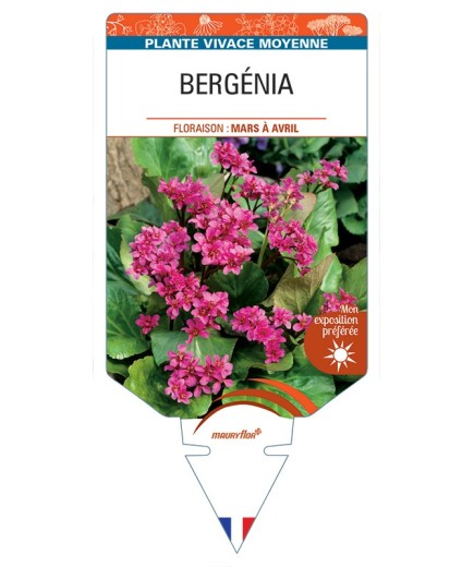 BERGENIA (cordifolia rouge)