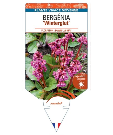 BERGENIA (cordifolia) Winterglut