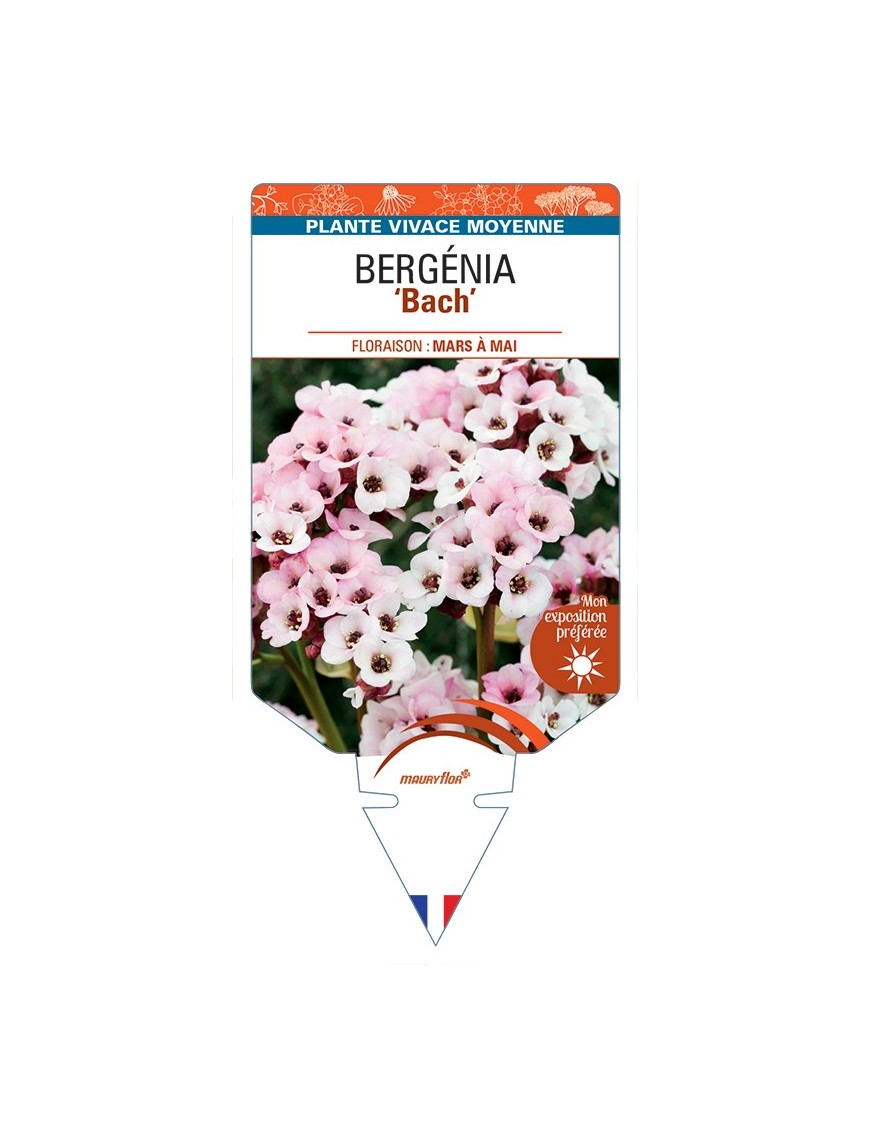BERGENIA Bach