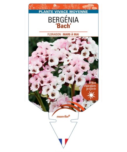 BERGENIA Bach