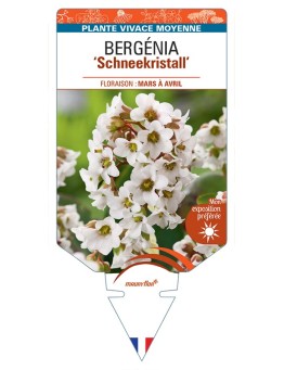 BERGENIA Schneekristall