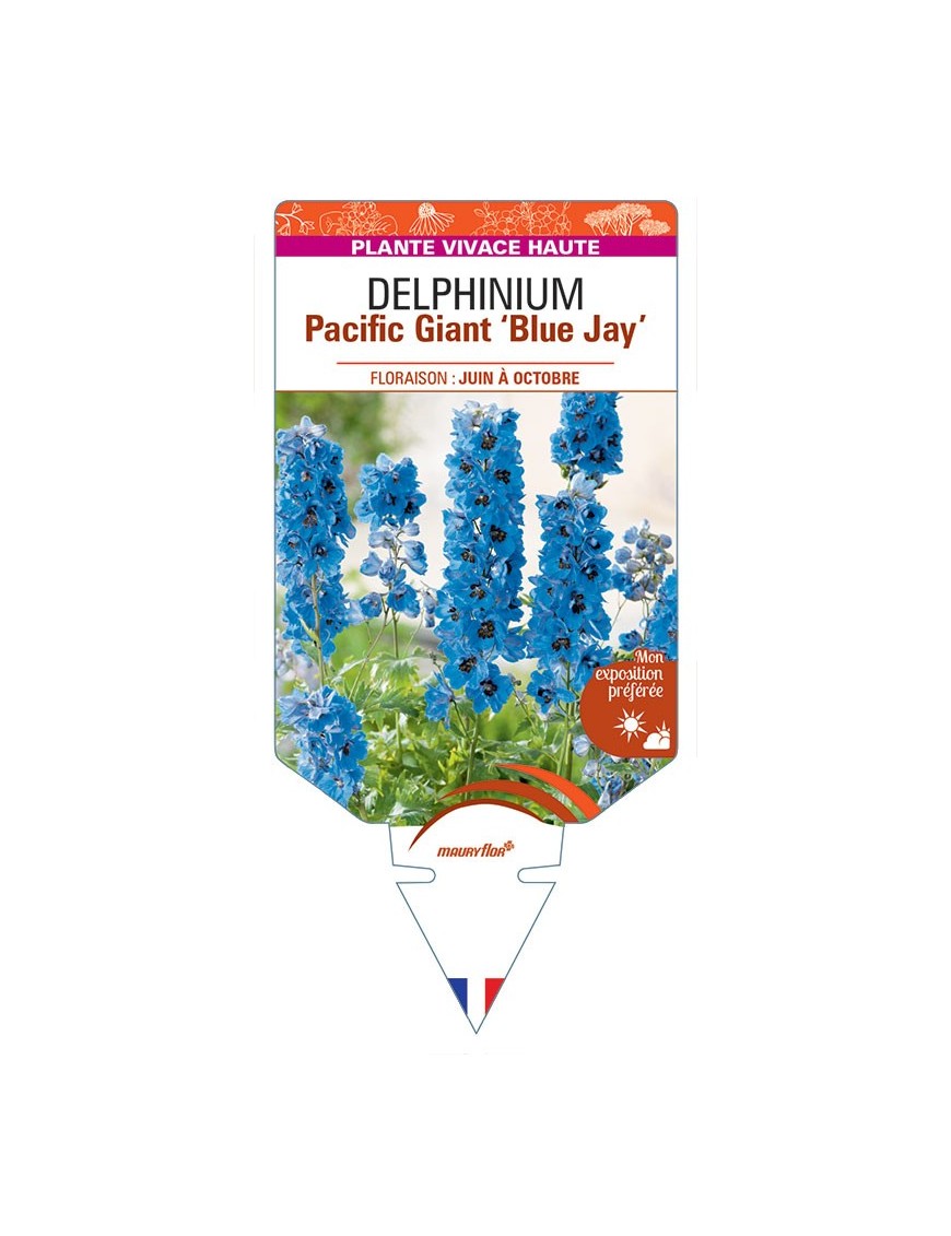 DELPHINIUM Pacific Giant 'Blue Jay' (bleu roi œil noir) *