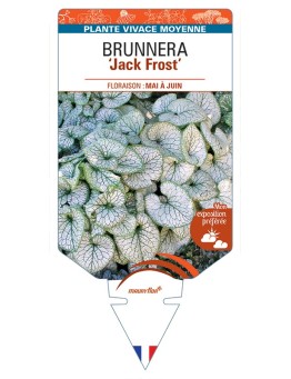 BRUNNERA (macrophylla) Jack Frost