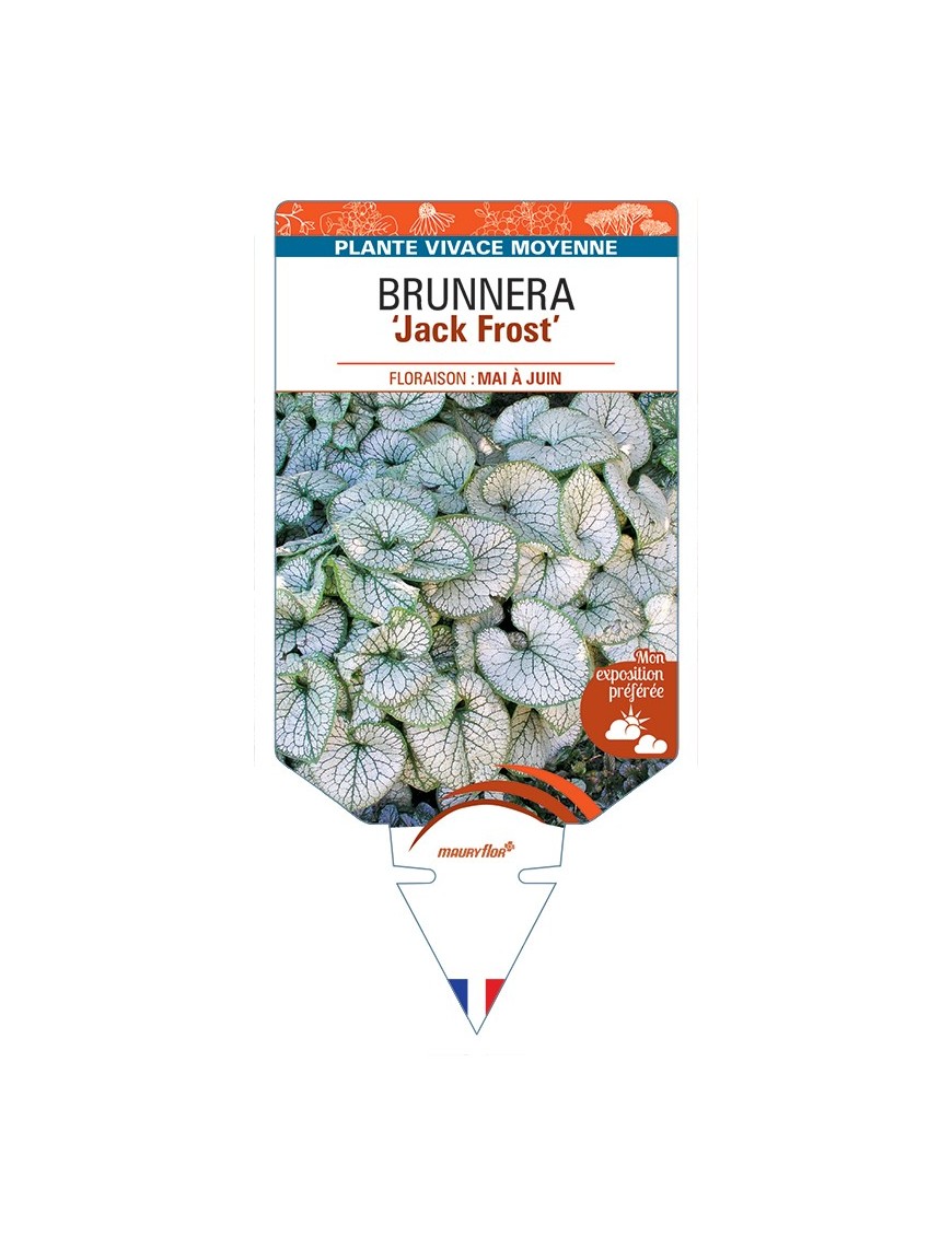 BRUNNERA (macrophylla) Jack Frost