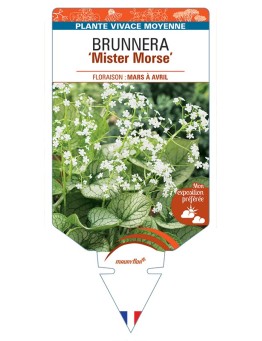 BRUNNERA (macrophylla) Mister Morse