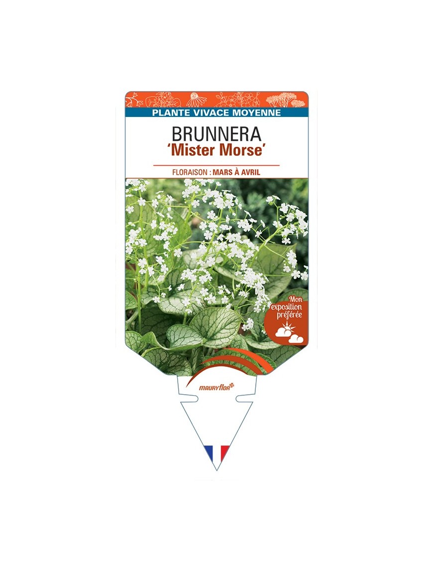 BRUNNERA (macrophylla) Mister Morse
