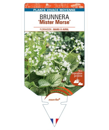 BRUNNERA (macrophylla) Mister Morse