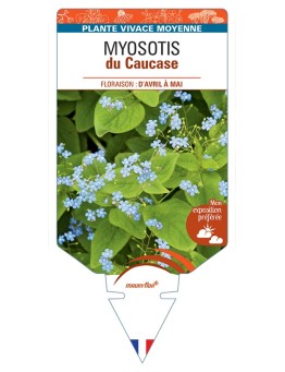 BRUNNERA macrophylla voir Myosotis du Caucase