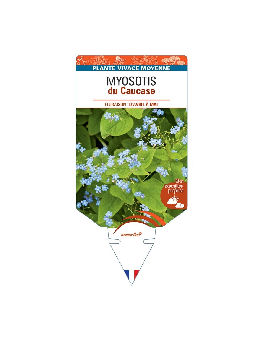 BRUNNERA macrophylla voir Myosotis du Caucase