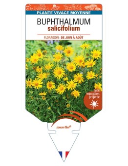 BUPHTHALMUM salifolium