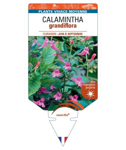 CALAMINTHA GRANDIFLORA
