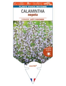 CALAMINTHA nepeta