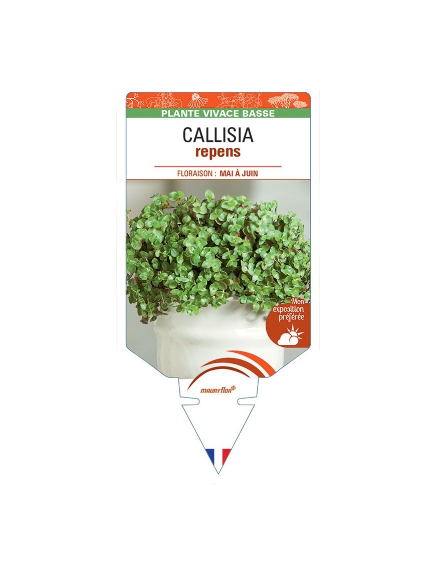 CALLISIA repens