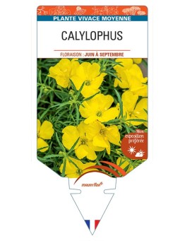 CALYLOPHUS