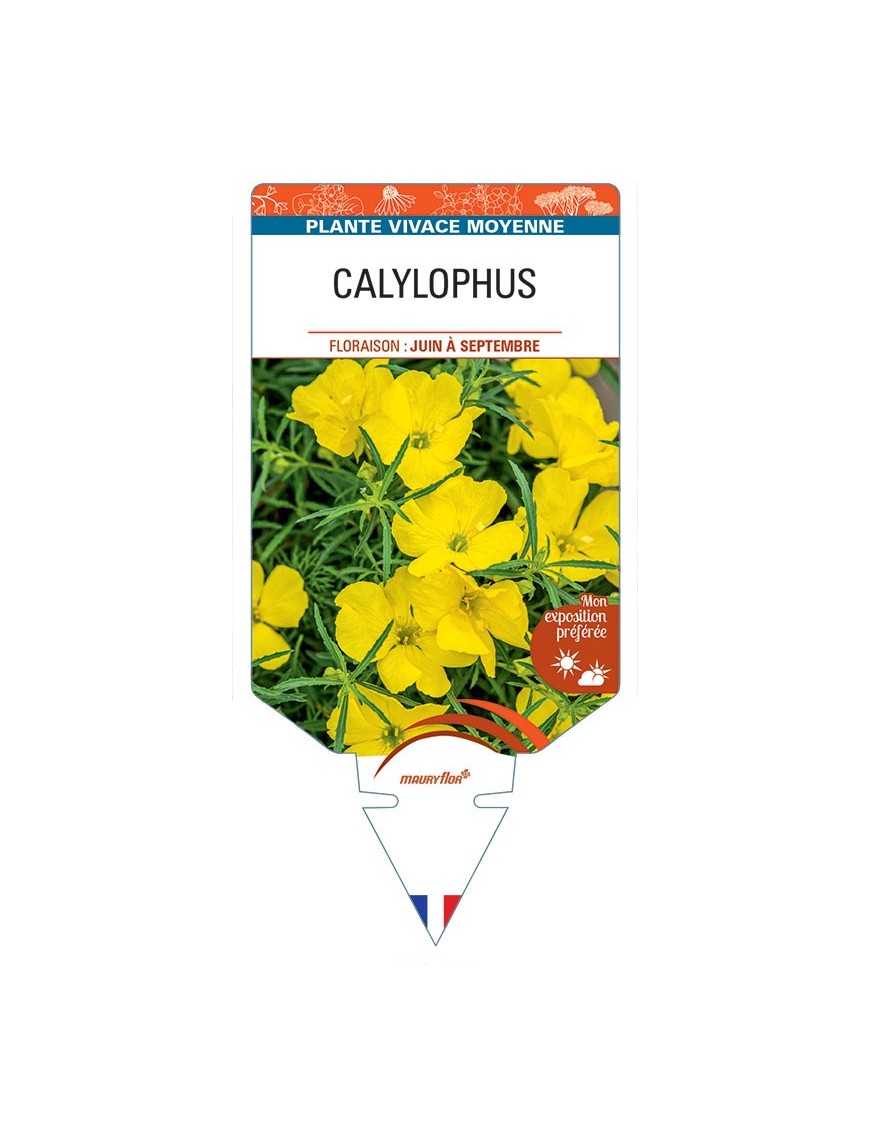 CALYLOPHUS