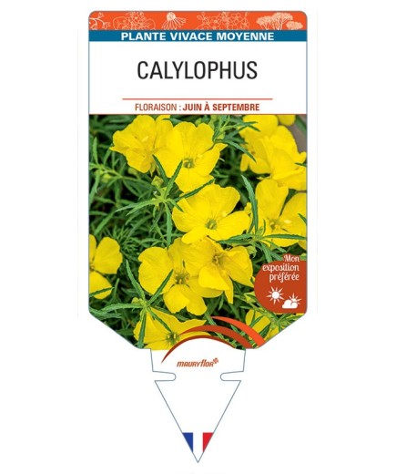 CALYLOPHUS