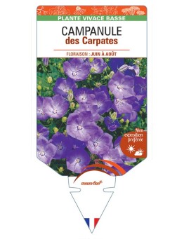 CAMPANULA (carpatica) voir Campanule des Carpates (bleu)