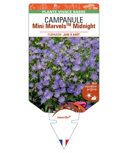 CAMPANULA (carpatica) Mini MarvelsTM Midnight
