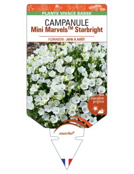 CAMPANULA (carpatica) Mini MarvelsTM Starbright