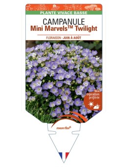 CAMPANULA (carpatica) Mini MarvelsTM Twilight