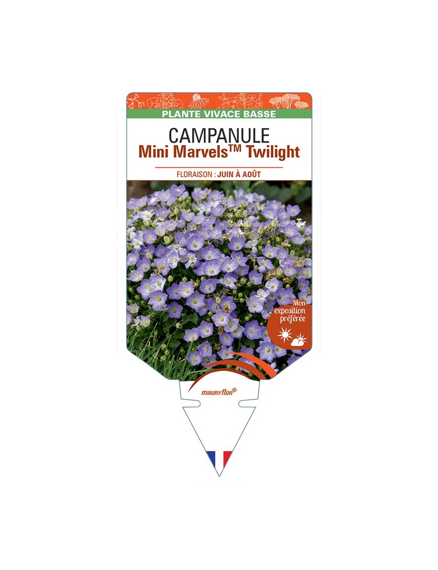 CAMPANULA (carpatica) Mini MarvelsTM Twilight