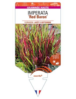 IMPERATA 'Red Baron' *
