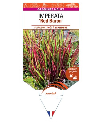IMPERATA 'Red Baron' *