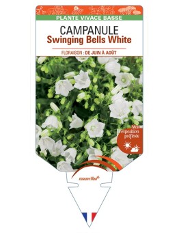 CAMPANULA (cochleriifolia) Swinging Bells White