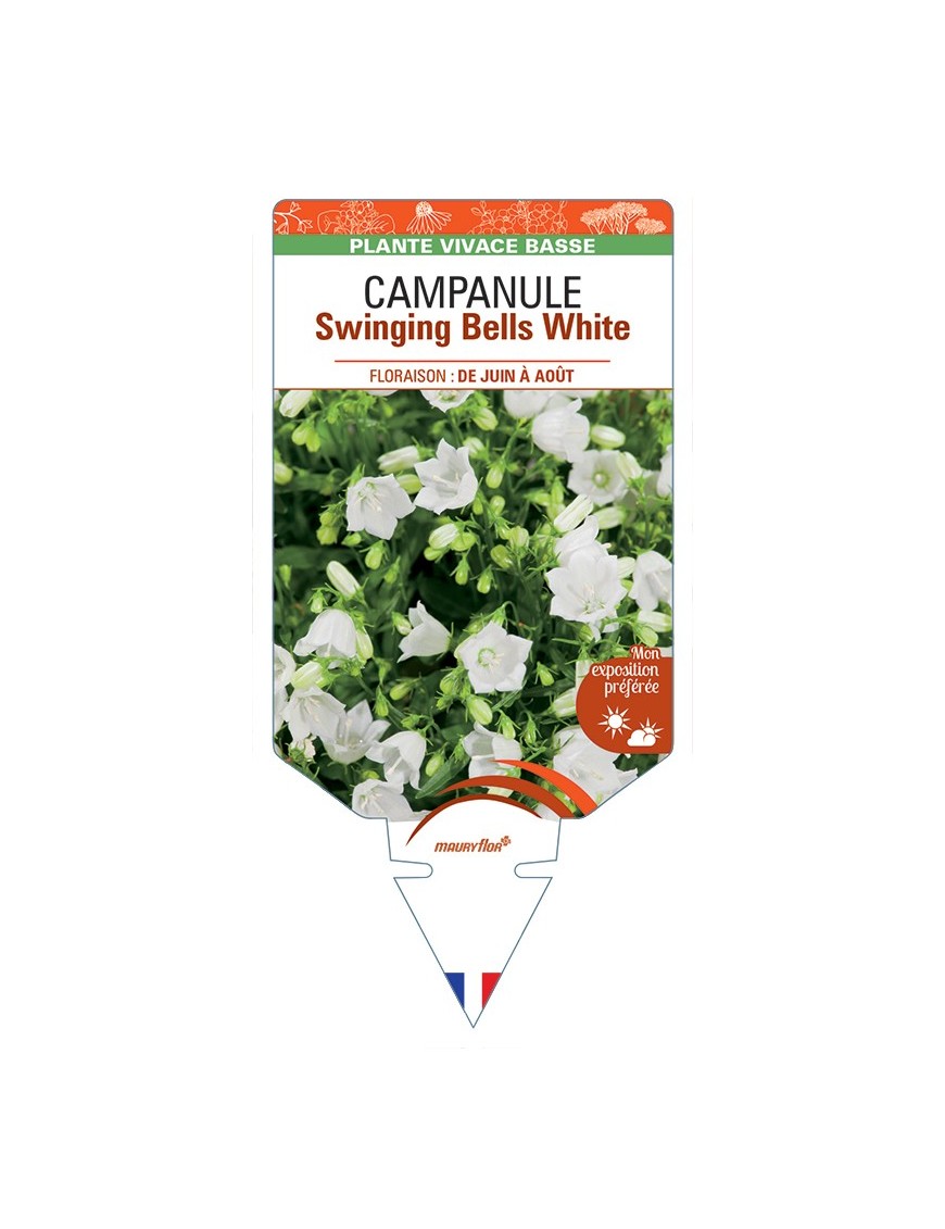 CAMPANULA (cochleriifolia) Swinging Bells White