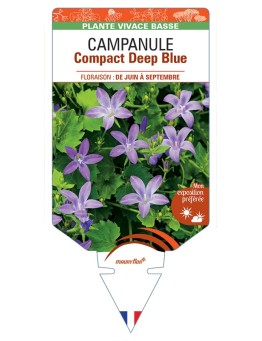 CAMPANULA (portenschlagiana) Compact Deep Blue