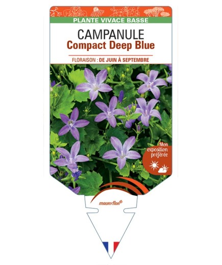 CAMPANULA (portenschlagiana) Compact Deep Blue
