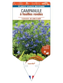 CAMPANULA à feuilles rondes