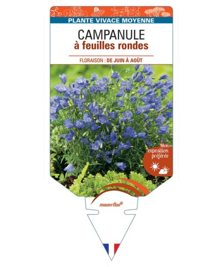 CAMPANULA à feuilles rondes