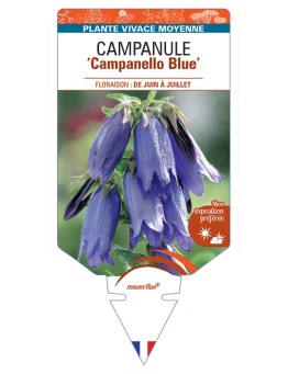 CAMPANULA Campanello Blue
