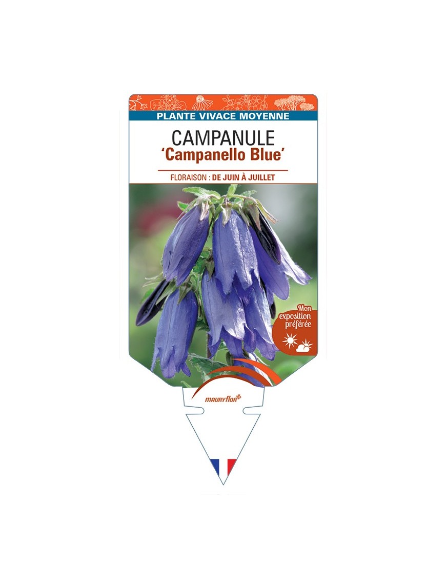 CAMPANULA Campanello Blue