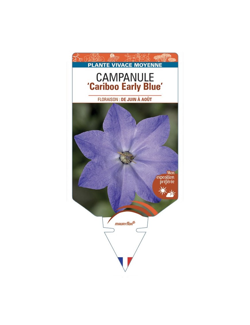 CAMPANULA Cariboo Early Blue