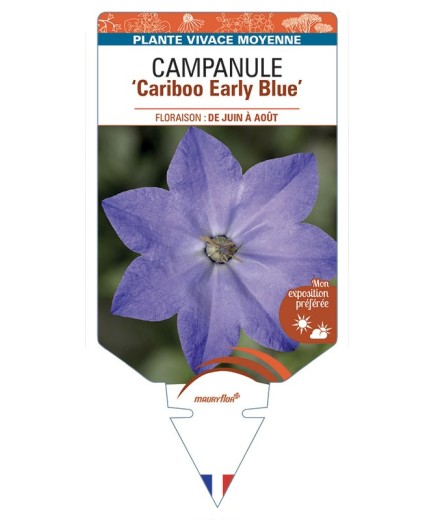 CAMPANULA Cariboo Early Blue