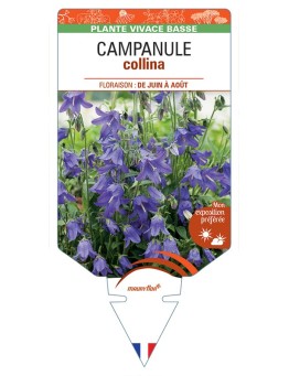 CAMPANULA collina